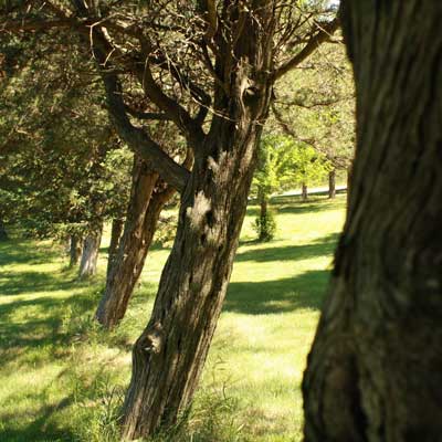 cedars image