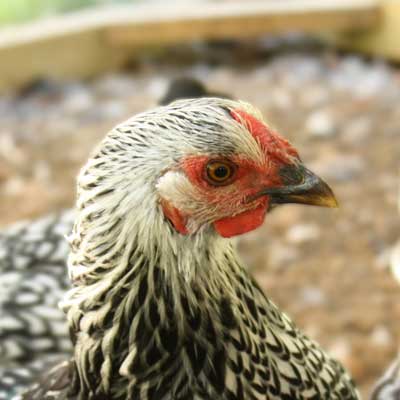 chicken image
