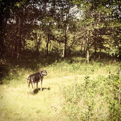focus the dog image
