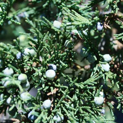 juniper image
